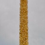 Phleum pratense 花