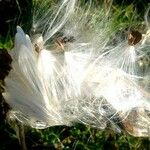 Asclepias curassavica Fruit