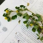 Medicago rigidula Fula