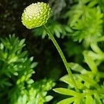 Cotula australis Flower