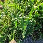 Centaurea scabiosa ഇല