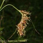 Luzula pediformis Flower