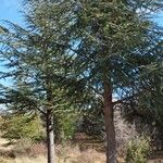 Cedrus atlantica 整株植物