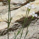 Petrorhagia saxifraga Blüte