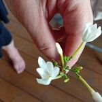 Jasminum grandiflorumFloro