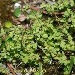 Radiola linoides Vivejo