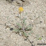 Chaenactis glabriuscula Flower