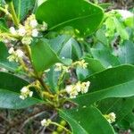 Alyxia spicata പുഷ്പം