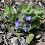 Scutellaria tuberosa Hábito