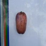 Dacryodes edulis Fruit