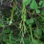 Catapodium rigidum Flower