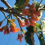 Castanospermum australe Цвят