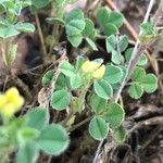 Medicago minima 葉