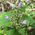 Scutellaria incana Blüte