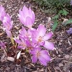 Colchicum lusitanum 整株植物