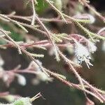 Heuchera micrantha Flower