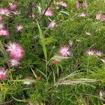 Calliandra selloi Sonstige