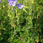 Geranium pratense Ліст