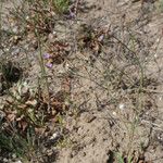 Limonium legrandii Celota