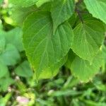 Salvia splendens Foglia