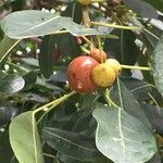 Ficus craterostoma Fruto