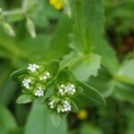 Valeriana woodsiana Květ