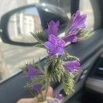 Echium sabulicolaЦвят