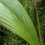 Cocos nucifera برگ