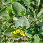 Coronilla scorpioides Flower