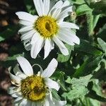 Leucanthemum maximumFiore