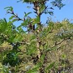 Vachellia collinsii Leaf