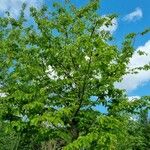 Parrotia subaequalis Hábito