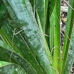 Yucca filifera برگ