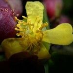 Davilla nitida Çiçek