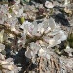 Astragalus australis Floro