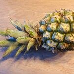 Ananas comosus 果