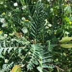 Astragalus boeticus 葉