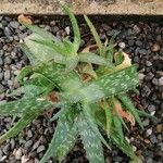 Aloe maculata 葉