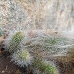 Cephalocereus senilis Blad