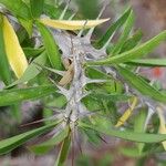 Euphorbia delphinensis Кора