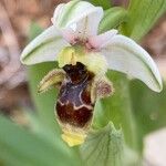 Ophrys scolopaxFlower