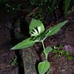 Spigelia humboldtiana Συνήθη χαρακτηριστικά