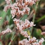 Limonium vulgareFlower