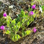 Mirabilis multiflora Агульны выгляд