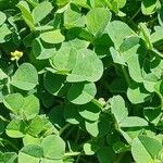 Medicago lupulina Blatt