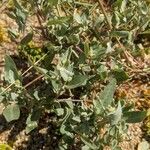 Atriplex laciniata Leaf