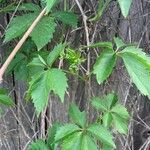Parthenocissus quinquefolia ᱥᱟᱠᱟᱢ