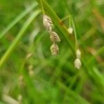 Glyceria canadensis फल