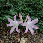 Amaryllis belladonna Квітка