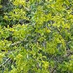 Adenocarpus telonensis 形態